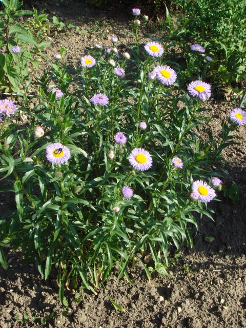 Erigeron speciosus
